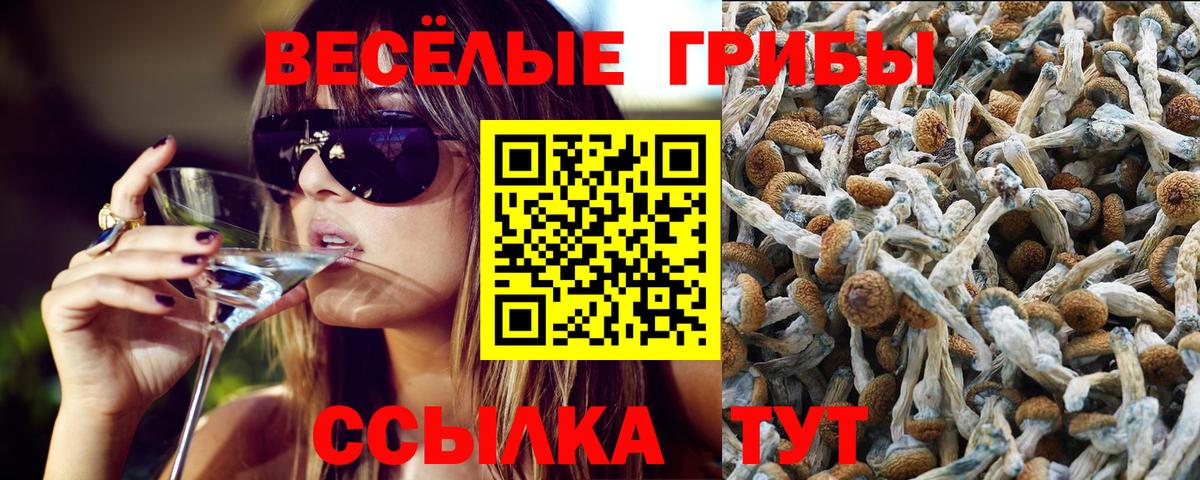 Ярославль  Псилоцибиновые грибы прущие грибы  Вход с VPN 